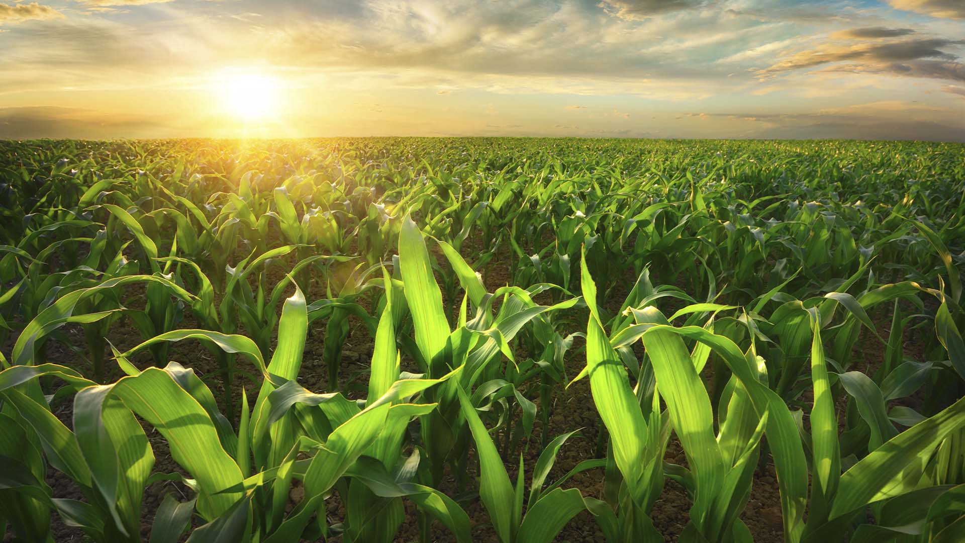 Agriculture background